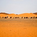 Sahara. Przygotowanie do Karawany wgłąb pustyni
