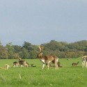 phoenix park phoenix park
